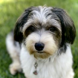 Ivy - Havanese