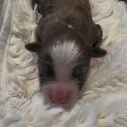 Boy 1 - Red merle male Aussiedoodle puppy in Martin County, Florida from Biggie Ranch