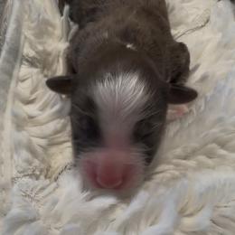 Boy 1 - Red merle male Aussiedoodle puppy in Martin County, Florida from Biggie Ranch