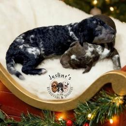 Male 1 - Merle male Goldendoodle puppy in Sterling, Connecticut from Justine’s Retrievers and Doodles