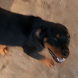 Boy 3 - Rottweiler puppy in Houston, Texas from Wards Pups