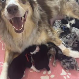 Australian Shepherd Puppies from Good Karma Aussies