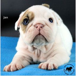 Jan - White female Bulldog puppy in Laurel, Montana from Bull Mountain Bulldogs