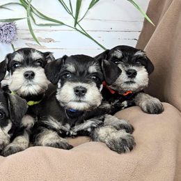 Miniature Schnauzer Puppies from Halo Schnauzer