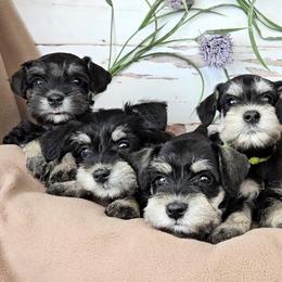 Miniature Schnauzer Puppies from Halo Schnauzer