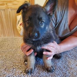 Silver Girl - Gray sable female Shiloh Shepherd puppy in Caneadea, New York from Strauss Haus Shepherds
