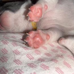 French Bulldog Puppies from Fiddyment Farm Frenchies