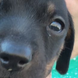 Dachshunds from Moonpie