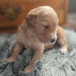Penny - Black female Goldendoodle puppy in Kansas City, Missouri from Poppy's Doodles