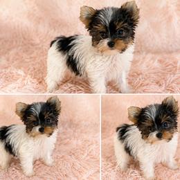 BAILEY - Parti female Yorkshire Terrier puppy in Phelan, California from Tiny Tailz