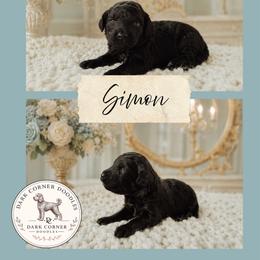 Simon - Black tri-color male Aussiedoodle puppy in Inman, South Carolina from Dark Corner Doodles