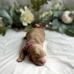 Goldendoodle Puppies from Golden Creek Doodles