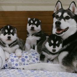 Siberian Husky Puppies from Kardrovi Siberians