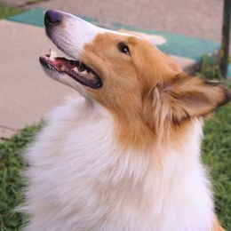 Riley - Collie