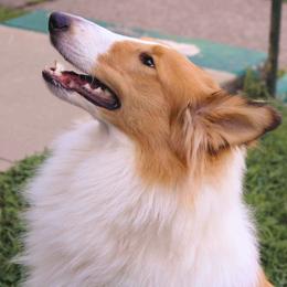 Riley - Collie