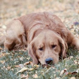 Golden Retriever All Grown Up from Duck Dogs Colorado