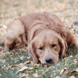 Golden Retriever All Grown Up from Duck Dogs Colorado