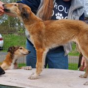 Vivian - Sabled red female Borzoi puppy in Washougal, Washington from Agust Borzoi