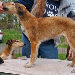 Vivian - Sabled red female Borzoi puppy in Washougal, Washington from Agust Borzoi
