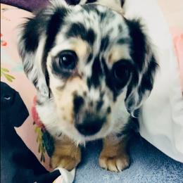 Dachshund Puppies from Meldox