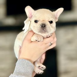 French Bulldog Puppies from Frenchie Authority