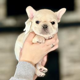 French Bulldog Puppies from Frenchie Authority