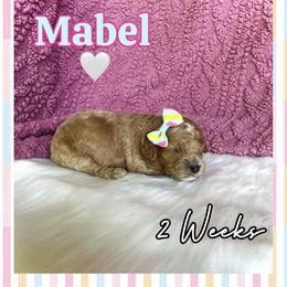 Mabel - Red female Cavapoo puppy in Runaway Bay, Texas from Green Ranch Doodles