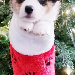 American Corgi and Pembroke Welsh Corgi Puppies from Whimsical Treasure Corgis