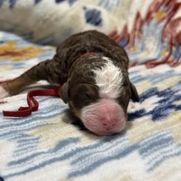BROWNING - Tri-color male Bernedoodle puppy in Corpus Christi, Texas from The Henke Doodles