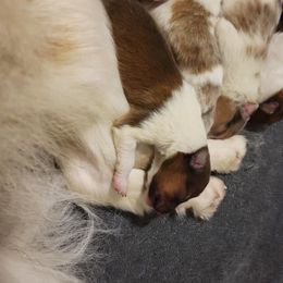 Shetland Sheepdog Puppies from Clark Kennel Shelties