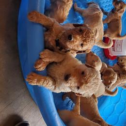 Goldendoodle Puppies from Soule Buddies