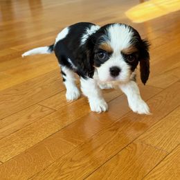 Marilyn Monroe - Tri-color female Cavalier King Charles Spaniel puppy in Albuquerque, New Mexico from Paradise Cavaliers