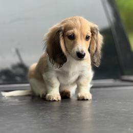Shaded Cream Piebald Boy AKC Ready To Go - Cream male Dachshund puppy in Pauls Valley, Oklahoma from Simply Happy Dachshunds