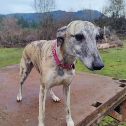 Ciri - Whippet