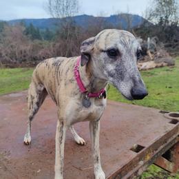 Ciri - Whippet