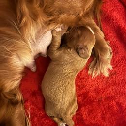 MAX - Ruby male Cavalier King Charles Spaniel puppy in Temecula, California from McKenna Cavaliers in Southern California