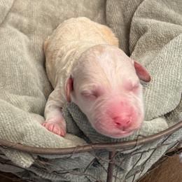 Clarence - Parti male Labradoodle puppy in Bruceton Mills, West Virginia from Adonai Ra'ah Farms
