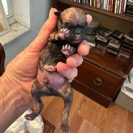 TBD - Fawn male Pug puppy in Boynton Beach, Florida from Camp Pug