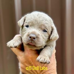 Ocelli - Chocolate female Labrador Retriever puppy in Sullivan, Missouri from O’Dell Labs