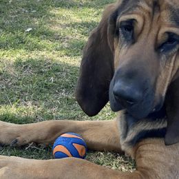 Bloodhound All Grown Up from Desert Bloodhounds
