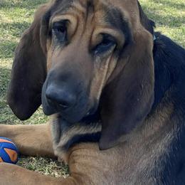 Bloodhound All Grown Up from Desert Bloodhounds