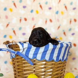 Mr Blue - Black male Labrador Retriever puppy in Overton, Nevada from Sinfully Sweet Kennel