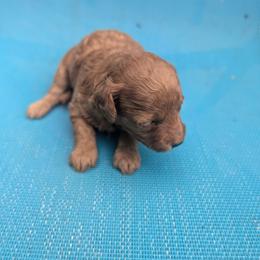 Rosie - Red  female Poodle puppy in Panama City Beach, Florida from Little Puppy Love