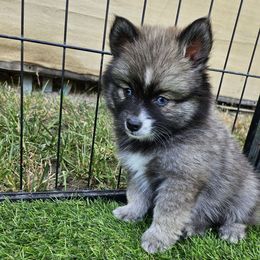 Joe - Wolf sable male Pomsky puppy in Southern California, California from SoCal Pomskies LLC