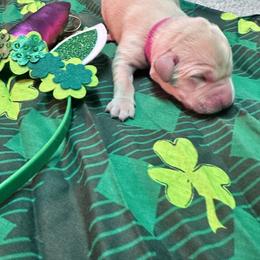 Pink - Yellow female Labrador Retriever puppy in Menomonee Falls, Wisconsin from Steppinstone Dog Training and Labradors/BC’s