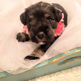 Miniature Schnauzer Puppies from Hall Miniature Schnauzers
