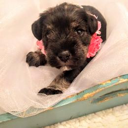 Miniature Schnauzer Puppies from Hall Miniature Schnauzers