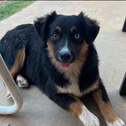 Nova - Miniature Australian Shepherd