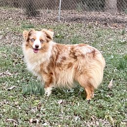 Lorac - Toy Australian Shepherd