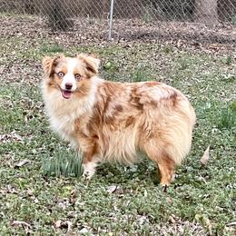 Lorac - Toy Australian Shepherd